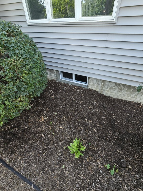 New basement windows in the foundation wall with the excavation backfilled and mulch bed restored